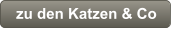 zu den Katzen & Co